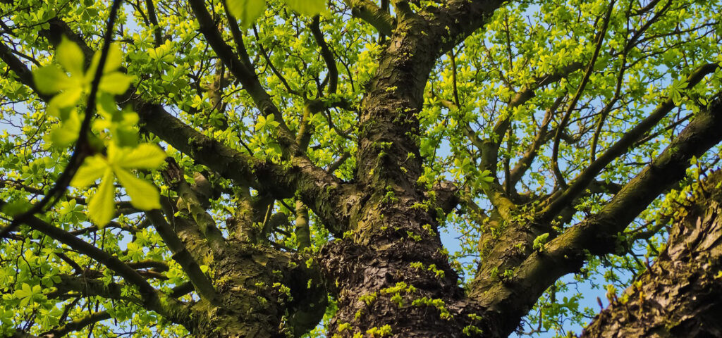 Baumdienst Hofmann bei Baumpflege in Dessau