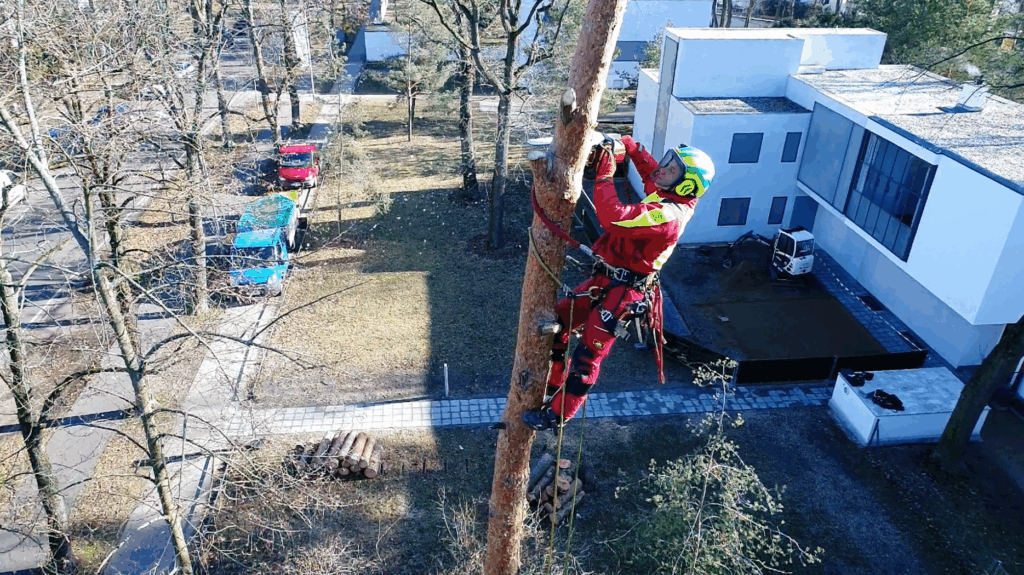 Baumdienst Hofmann — Referenzprojekt Baumfällung in Dessau